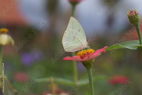 a beautiful butterfly with beautiful flower © denm4syr