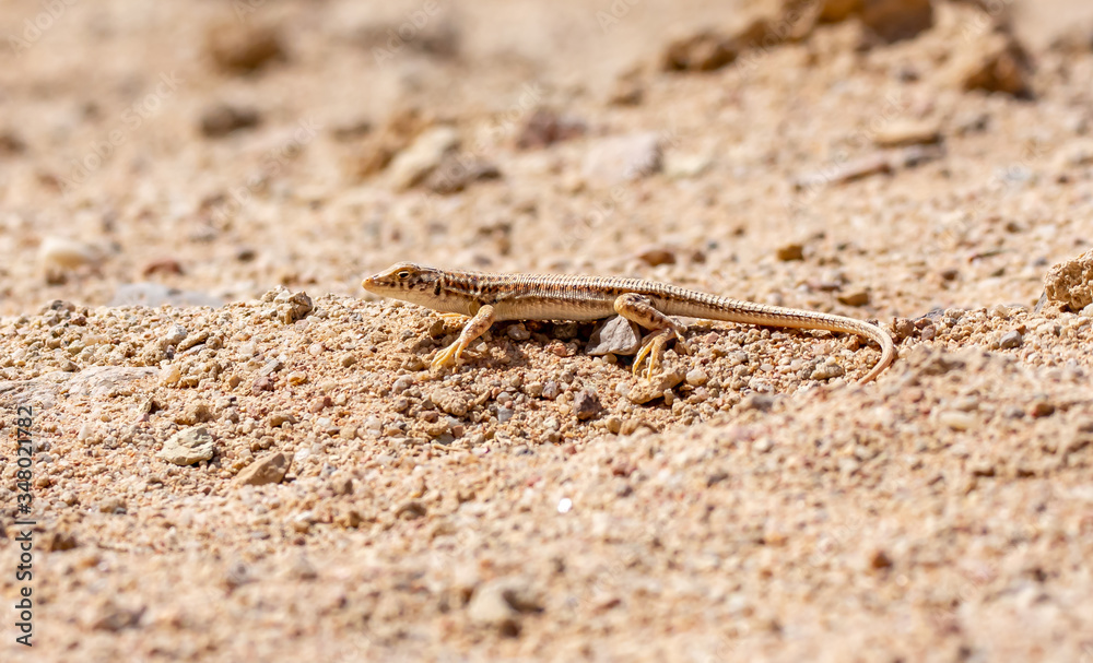 Nidua Fringe-Fingered Lizard - Acanthodactylus scutellatus
