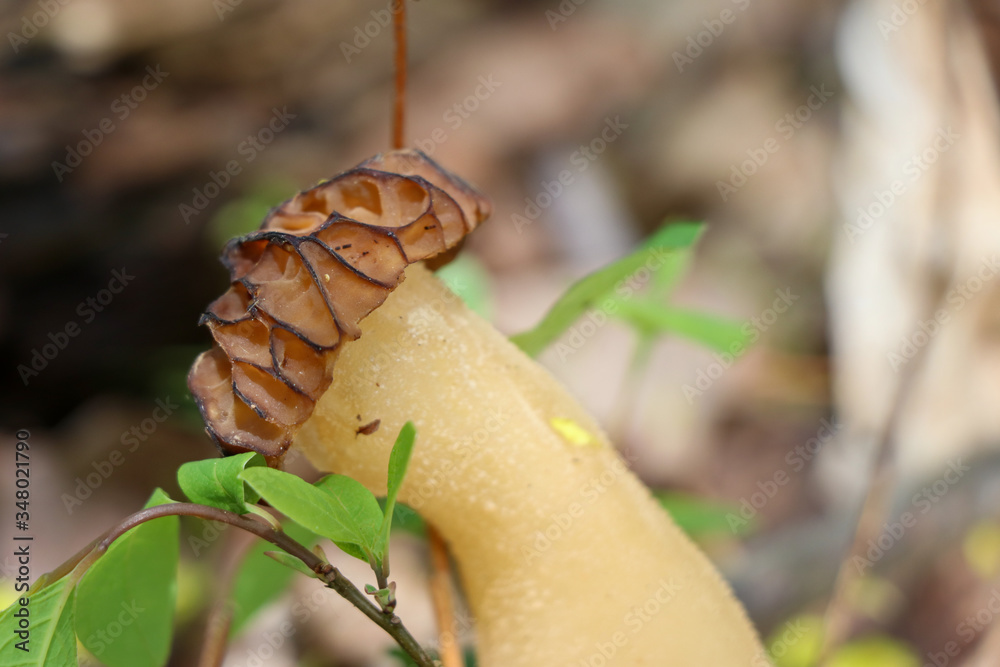A close-up of true morel (Morchella) growing in the woods A close-up of true morel (Morchella) growing in the woods