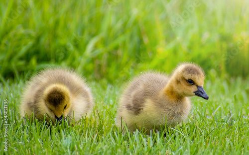 Goslings are enjoying springtime on green grass 