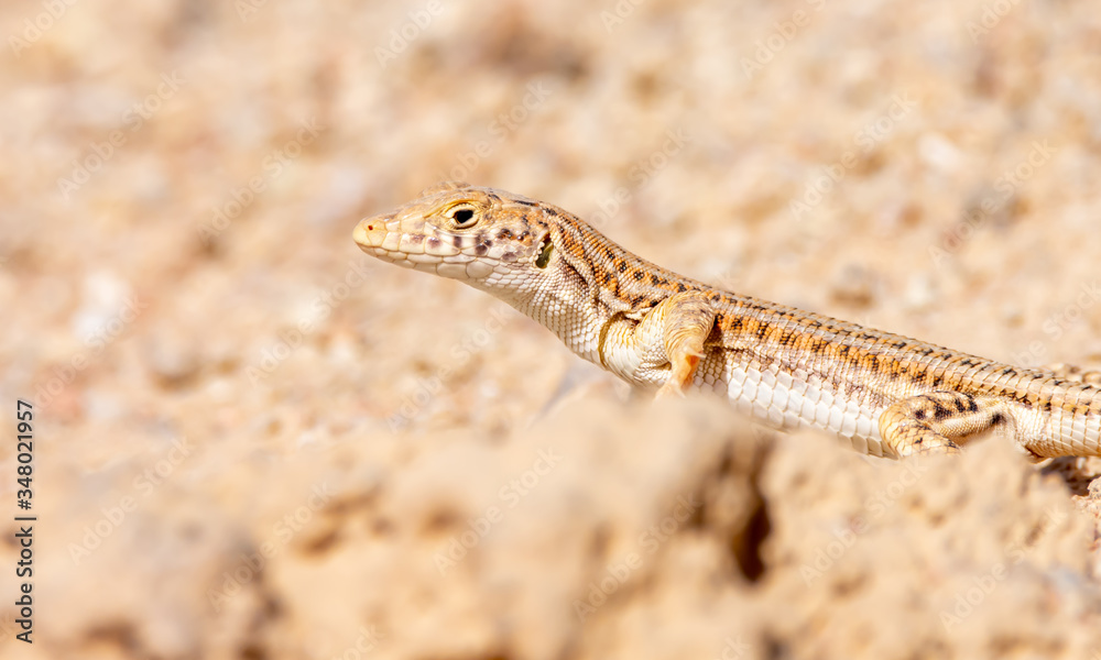 Nidua Fringe-Fingered Lizard - Acanthodactylus scutellatus
Nidua Fringe-Fingered Lizard - Acanthodactylus scutellatus