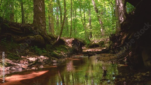 Wallpaper Mural 4K gimbal footage of an amazing tree and creek in the forrest Torontodigital.ca