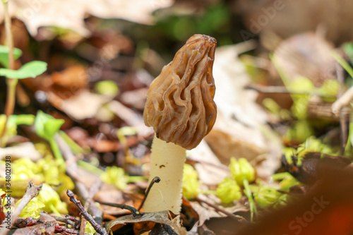 A close-up of true morel (Morchella) growing in the woods