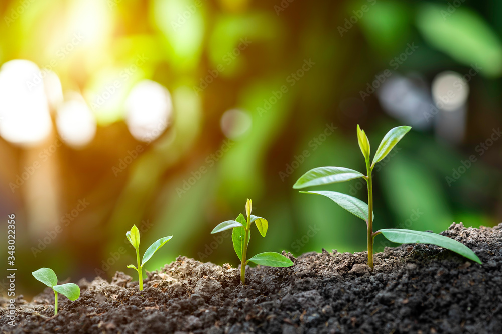 Fototapeta premium Agriculture and plant grow sequence with morning sunlight and dark green blur background. Germinating seedling grow step sprout growing from seed. Nature ecology and growth concept with copy space.
