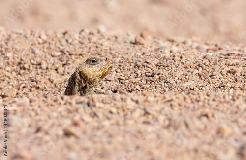 Uromastyx ornata  commonly called the ornate mastigure  is a species of lizard in the family Agamidae.