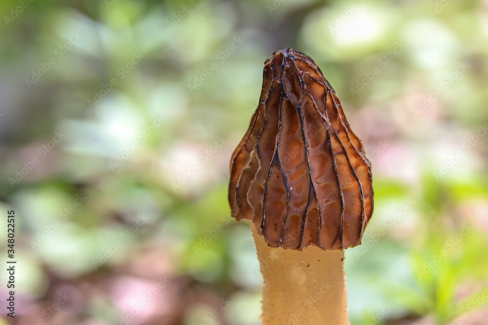 A close-up of true morel (Morchella) growing in the woods A close-up of true morel (Morchella) growing in the woods