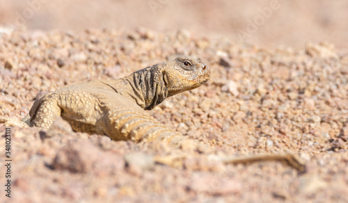 Uromastyx ornata, commonly called the ornate mastigure, is a species of lizard in the family Agamidae.