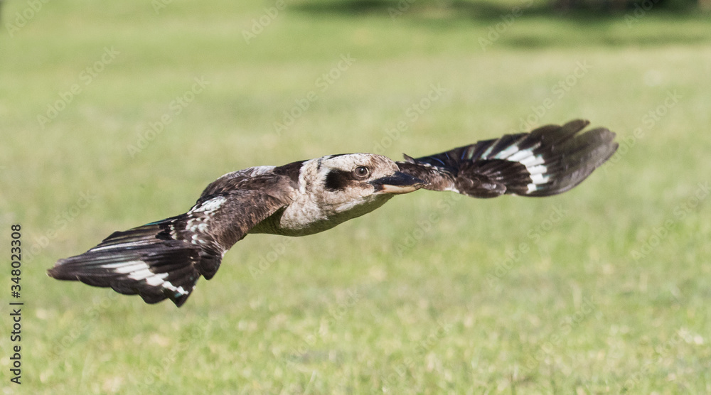 Obraz premium Laughing Kookaburra in flight