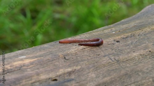 Earthworm in the Forest on a Tree Log. Long Worm Wriggles and Crawls. photo