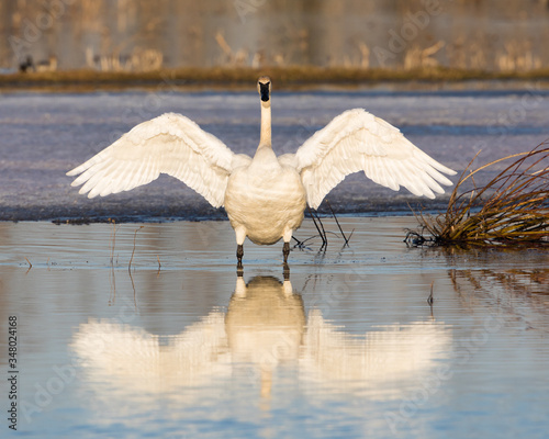 Fototapeta Naklejka Na Ścianę i Meble -  Trumpeter Swan Stretching it's Wings
