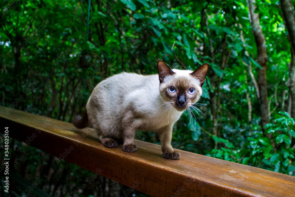 Fototapeta premium cat in the garden