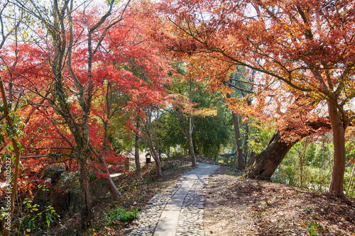 The path in coloful autumn forest.