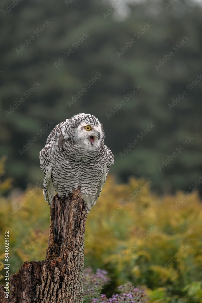 Juvvenile Snowy Owl sitting on its perch in a field with Fall color Juvvenile Snowy Owl sitting on its perch in a field with Fall color