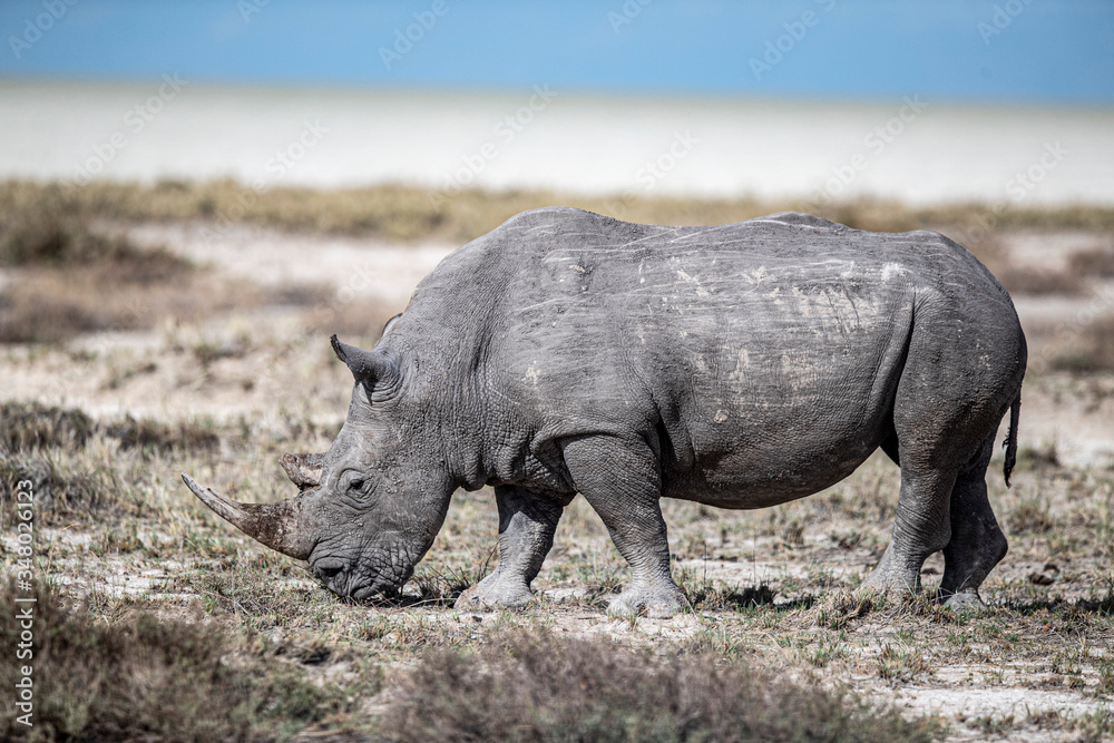 Fototapeta premium Nosorożec w Parku Narodowym Etosha