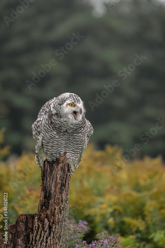 Juvvenile Snowy Owl sitting on its perch in a field with Fall color
