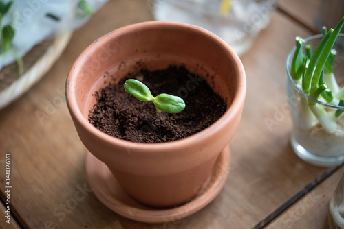 A sprout in the pot. A girl is holding a plant pot.  