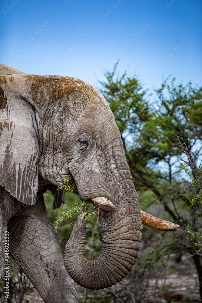 Fototapeta premium Elephant eats vegetation