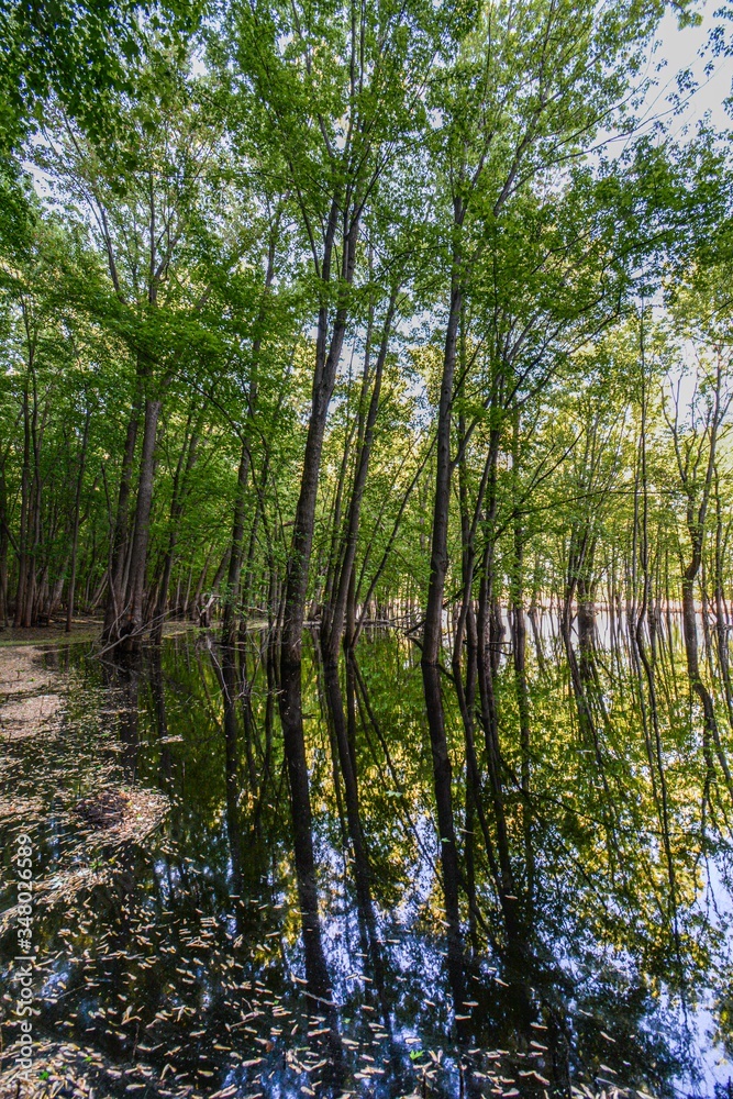 Fototapeta premium reflection in the water