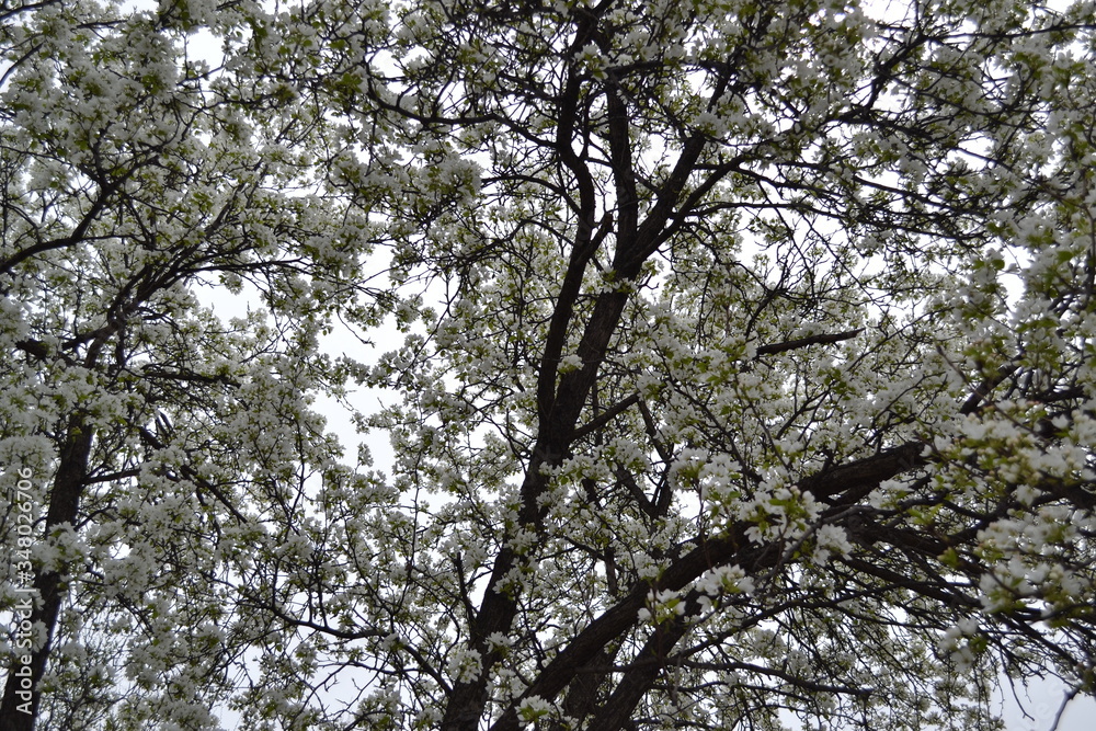 flowering pear tree from the bottom view flowering pear tree from the bottom view