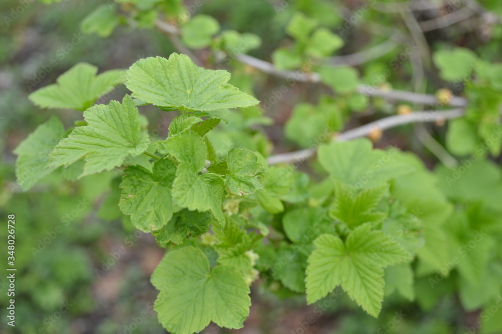 black currant branch with young green foliage
black currant branch with young green foliage