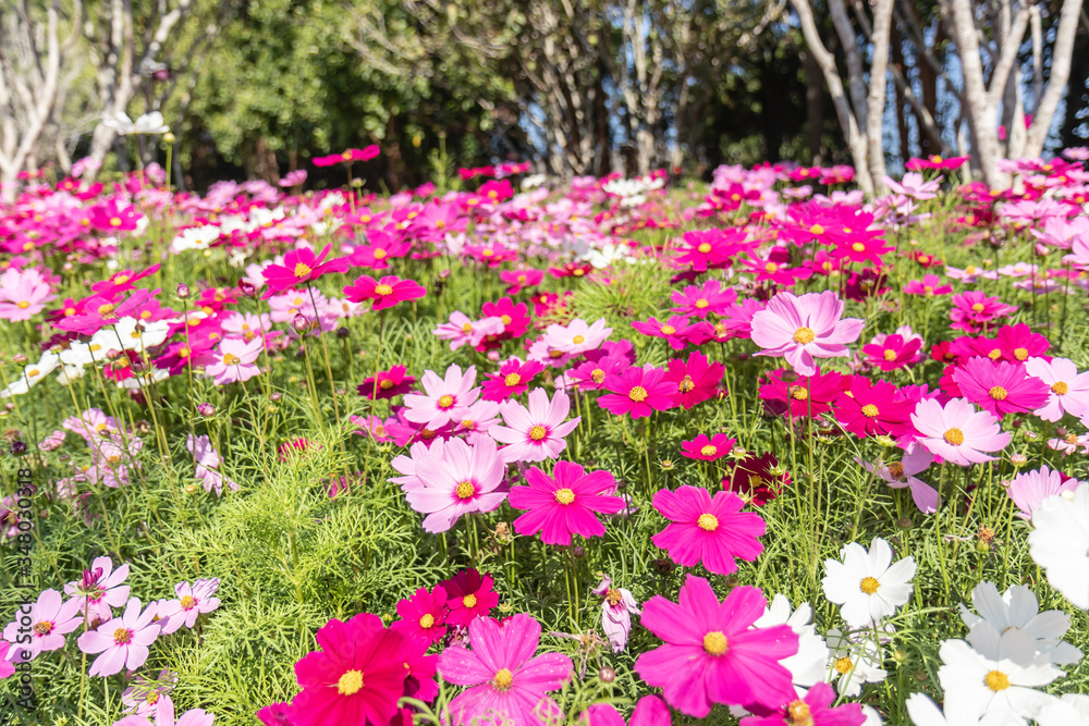 Cosmos variety of colors flowers in the garden, morning fresh air. Pollination with bee and flowers cosmos with sunshine. Cosmos variety of colors flowers in the garden, morning fresh air. Pollination with bee and flowers cosmos with sunshine.