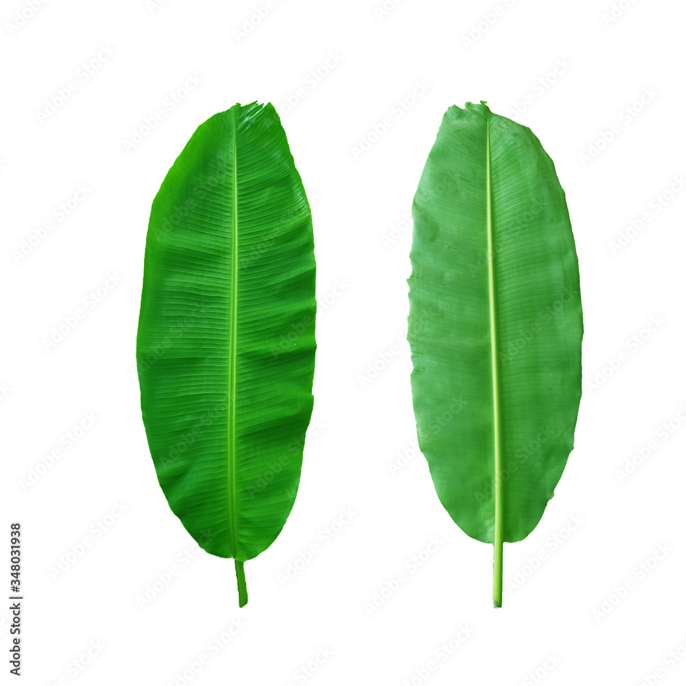 banana leaf on white background banana leaf on white background