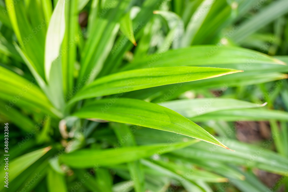 Close-up of Pandan leaves (Pandanus amaryllifolius) in garden with sunlight. Close-up of Pandan leaves (Pandanus amaryllifolius) in garden with sunlight.