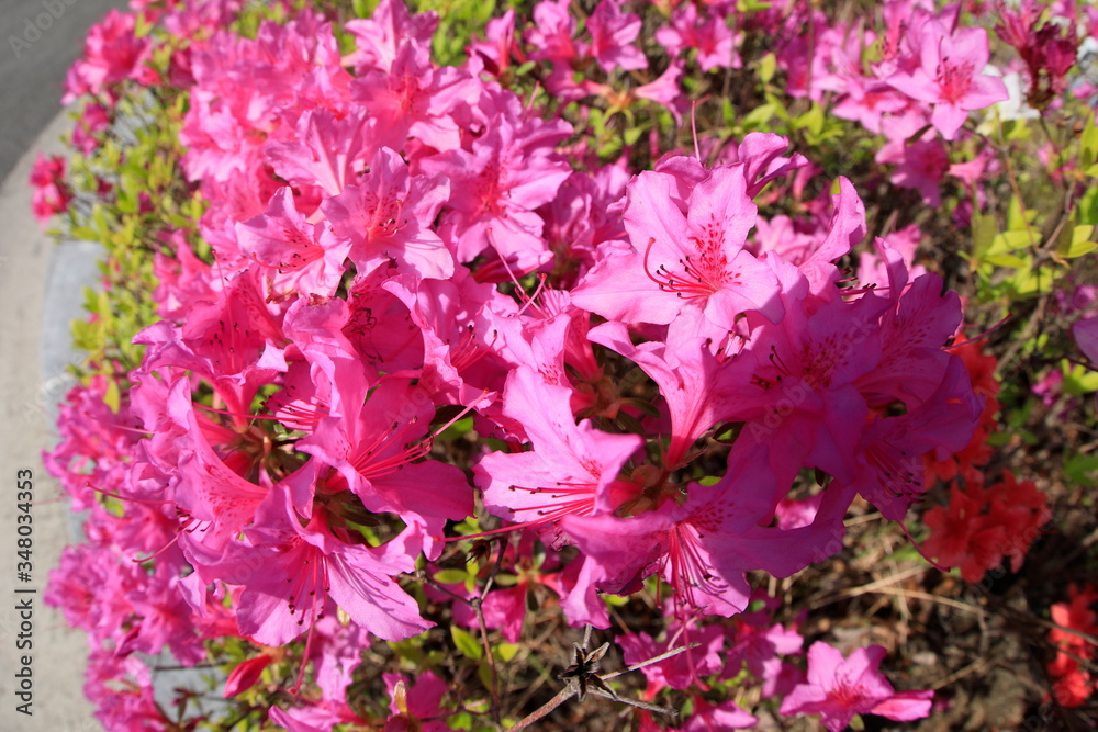 철쭉꽃이 보이는 아름다운 봄풍경