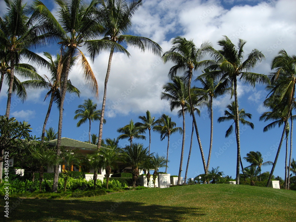 Palm trees on a tropical beach (Maui HI)