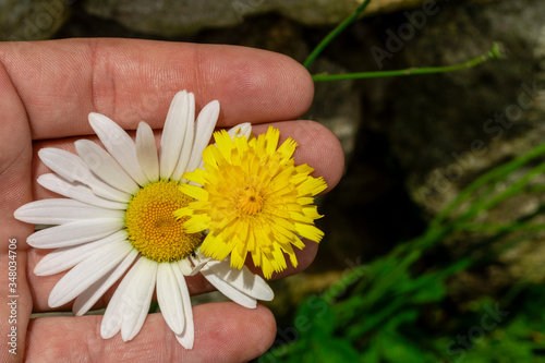 A person's hand holding spring flowers