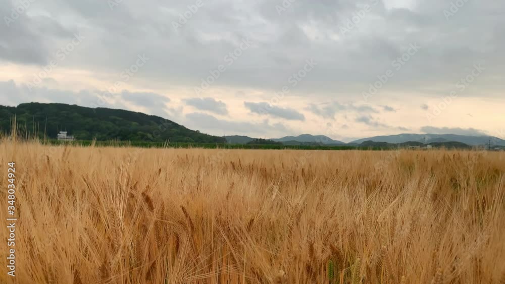 Ripe and golden barley wheat farm field. Ripe and golden barley wheat farm field.