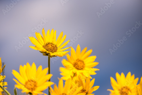 Arrowleaf balsamroot wild flower close up. photo