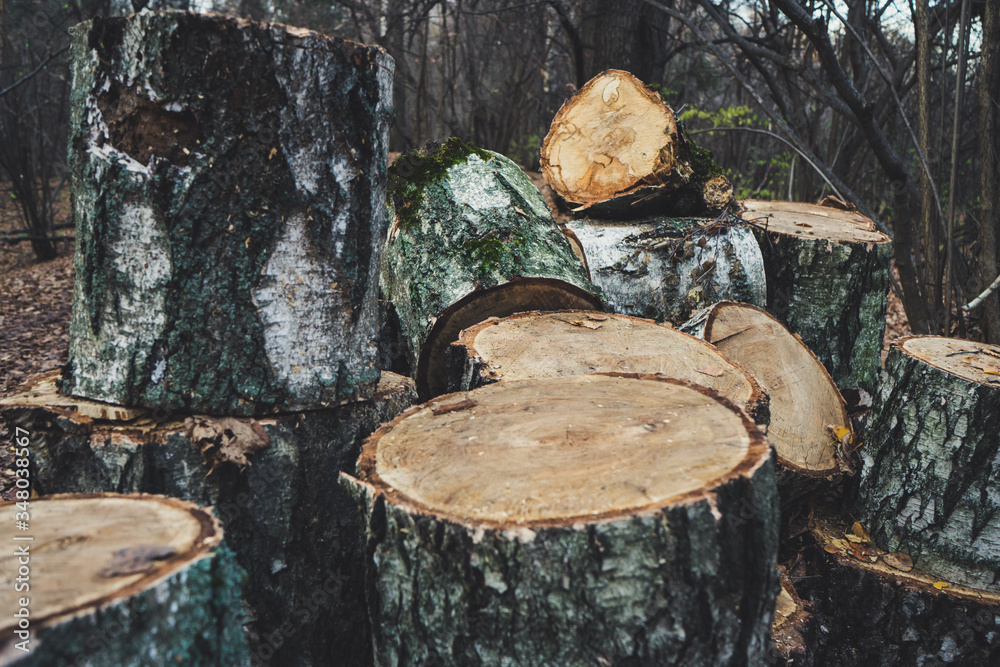 Logs and stumps piled together in the forest
Logs and stumps piled together in the forest
