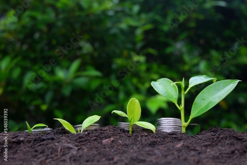 closeup silver coins stacked with growth trees green on the planting soil bokeh background, Business Finance and Money concept