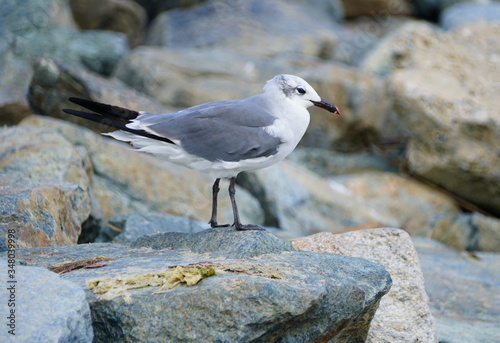 A grey and white seagull on the rock