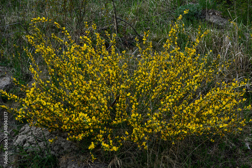 In the spring, cytisus (Chamaecytisus ruthenicus) blooms in the wild photo