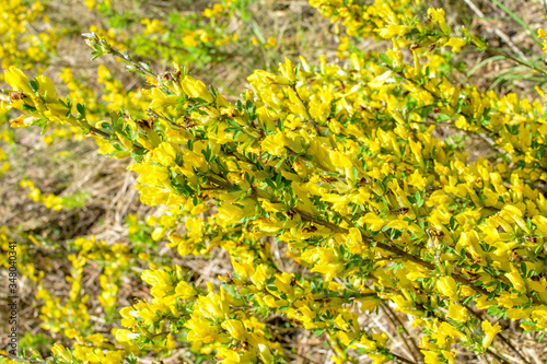 In the spring, cytisus (Chamaecytisus ruthenicus) blooms in the wild photo