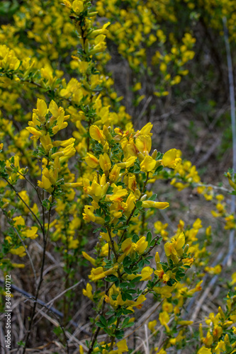 In the spring, cytisus (Chamaecytisus ruthenicus) blooms in the wild photo