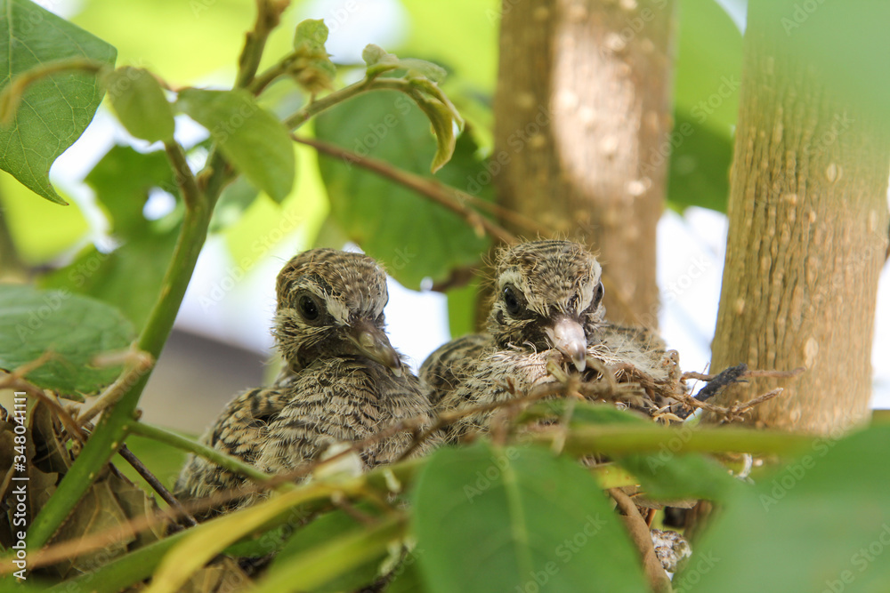 New born baby bird. Pied Fantail Flycatcher. New born baby bird. Pied Fantail Flycatcher.