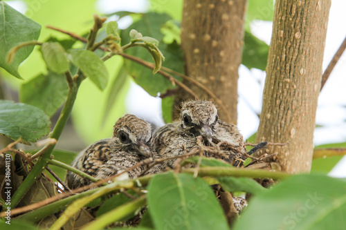 New born baby bird. Pied Fantail Flycatcher.