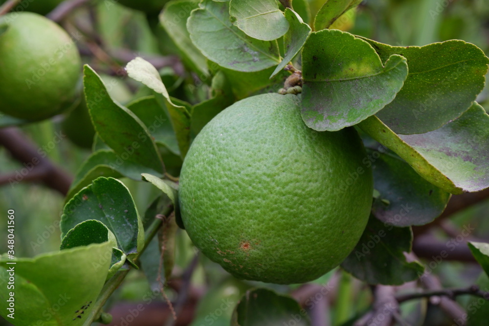 lime in the gardern lime in the gardern