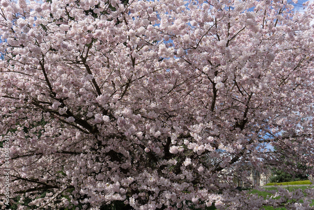 Fototapeta premium Bright pink cherry blossom on a sunny spring day