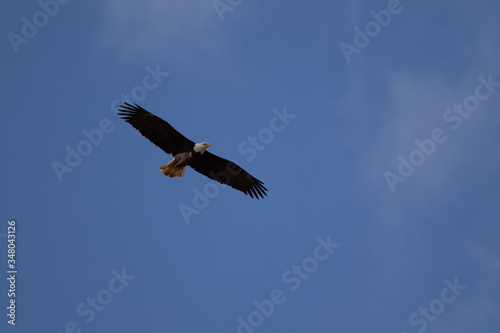 A single Bald Eagle circling in the sky searching for food.