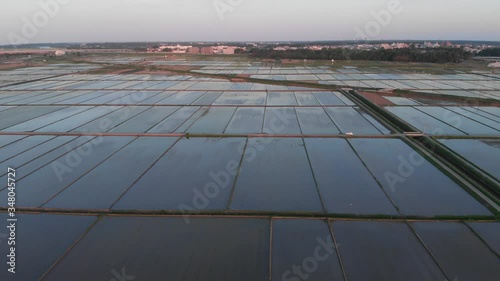 夕日に照らされた水田