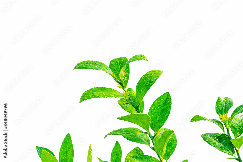Fresh lime leaves on branch with drops isolated over white background Fresh lime leaves on branch with drops isolated over white background