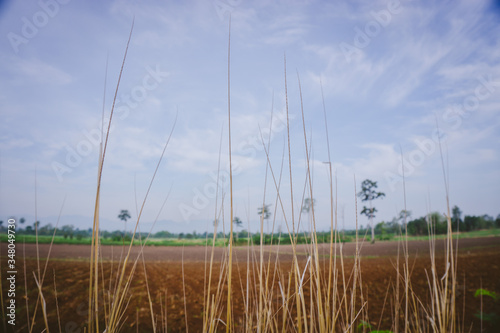 wheat field with blue sky