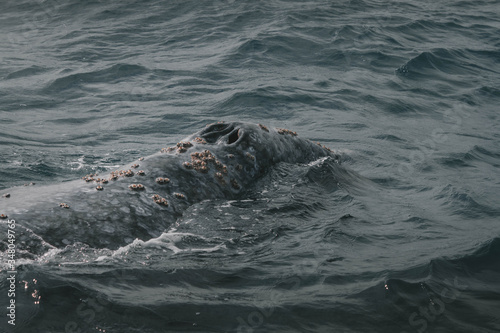 Grey whale's blowholes. Grey Whale birthing area. Laguna ojo de liebre. Guerrero Negro. Baja California Sur. Mexico.