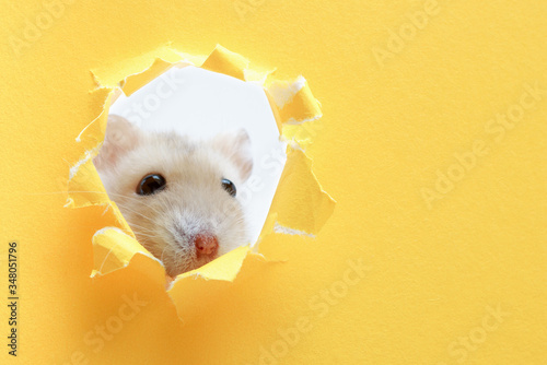 A small fluffy hamster looks through yellow torn paper close-up © TATIANA