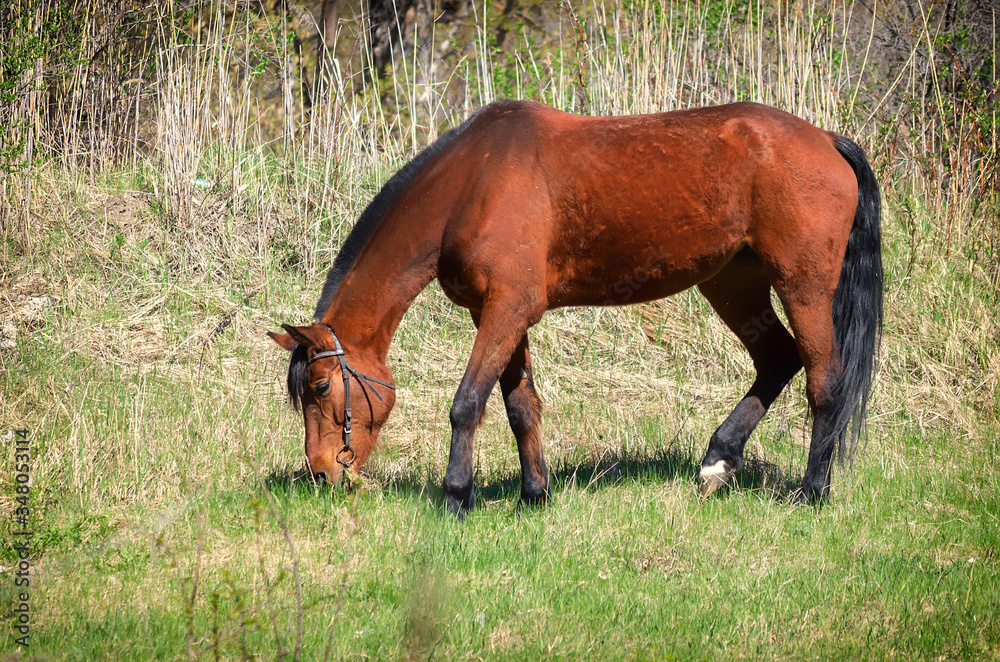 custom made wallpaper toronto digitalPhoto of a light bay horse on green grass