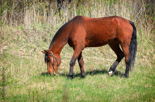 Wallpaper Mural Photo of a light bay horse on green grass Torontodigital.ca